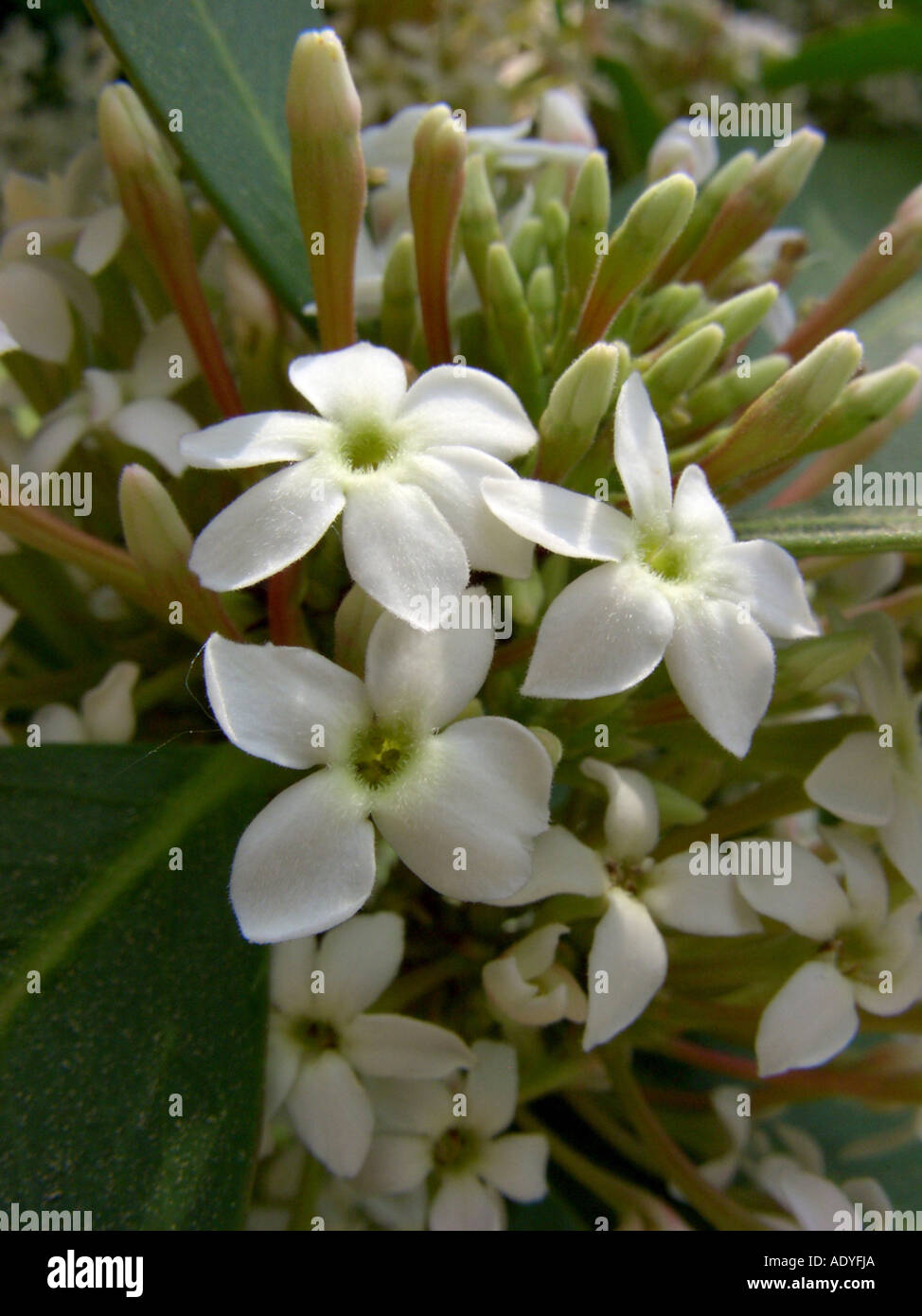 African Wintersweet (Acokanthera oblongifolia), flowers Stock Photo