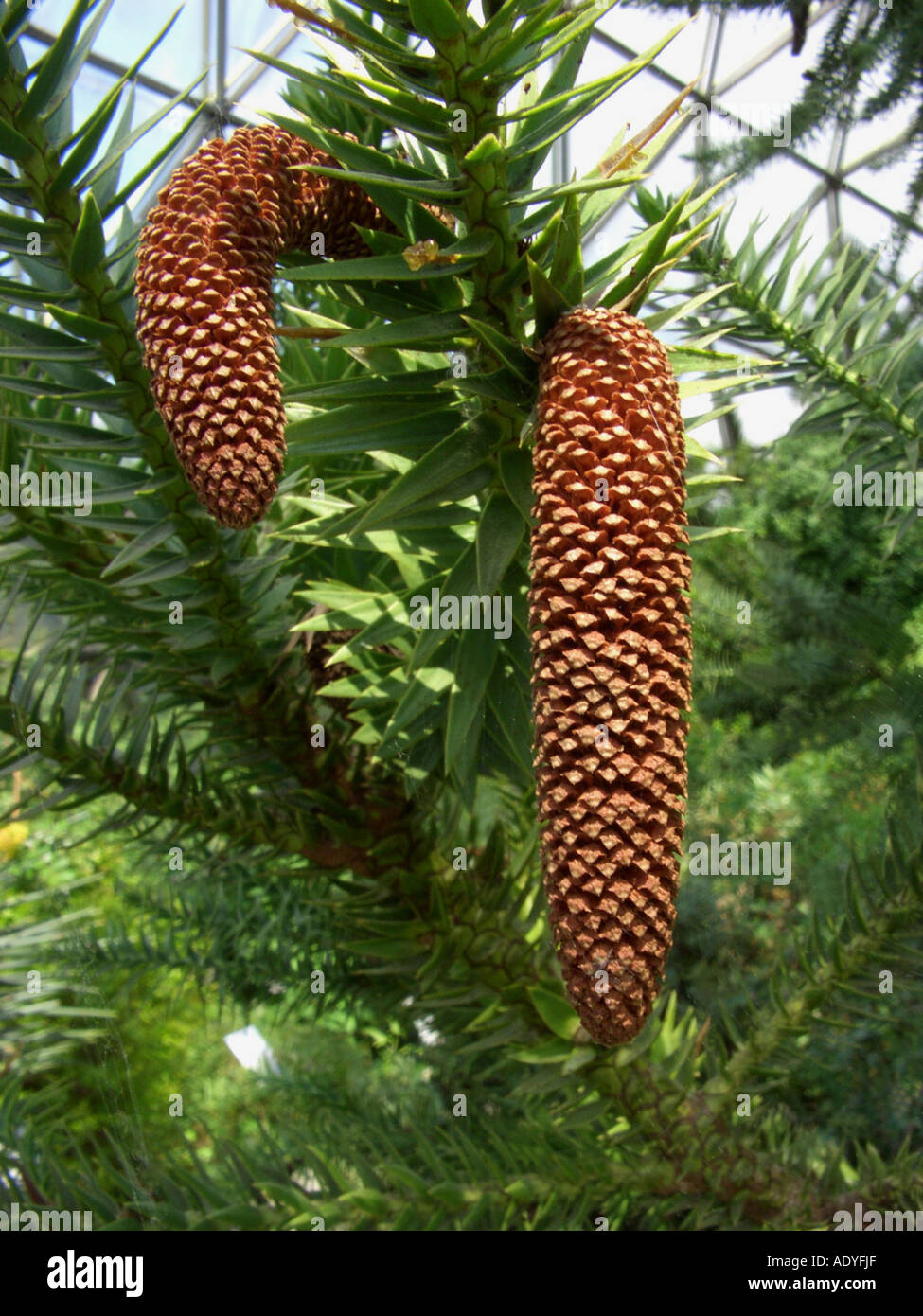 Brasilian pine (Araucaria angustifolia), male inflorescences Stock Photo