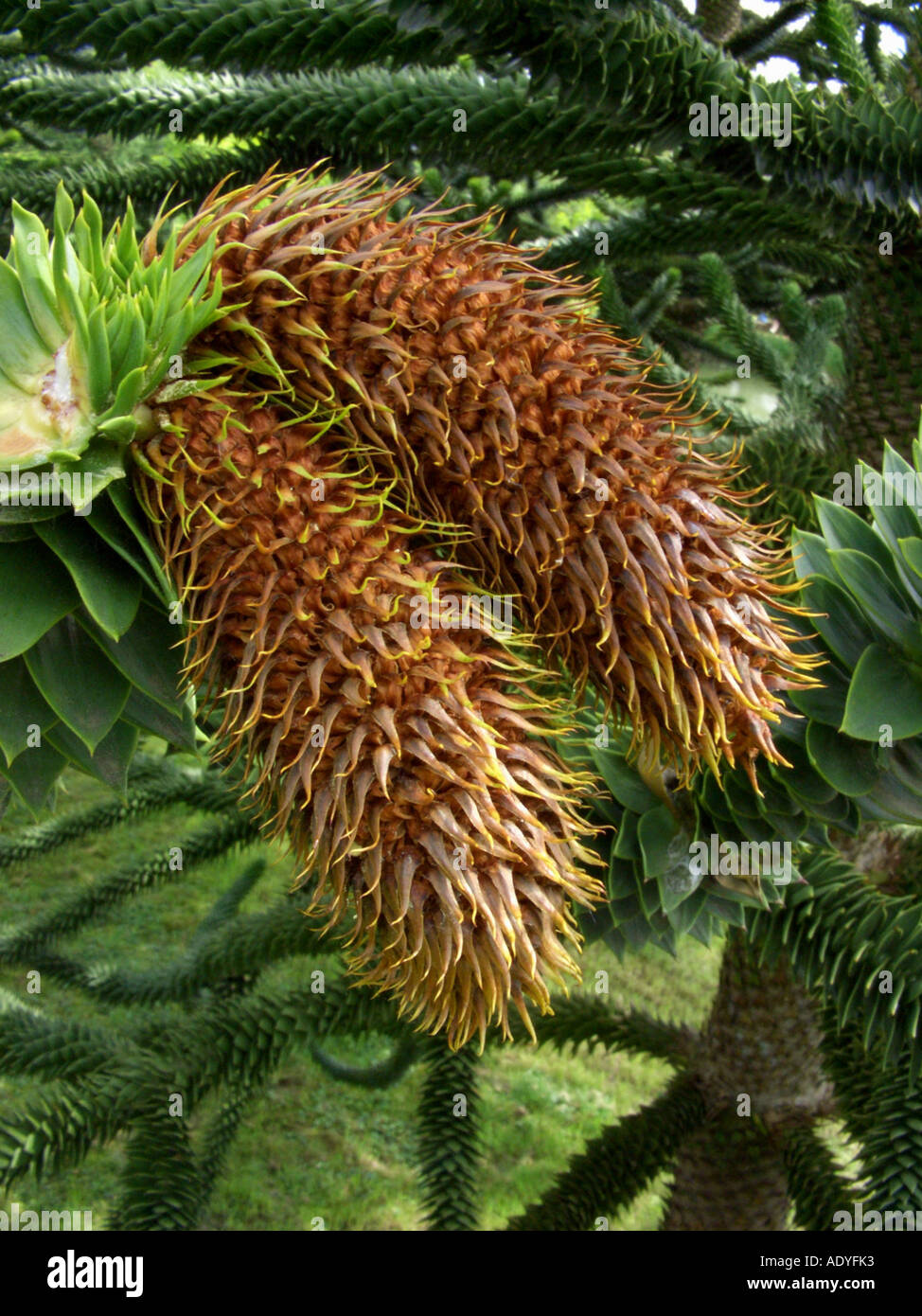 Chilean pine (Araucaria araucana), male inflorescences Stock Photo