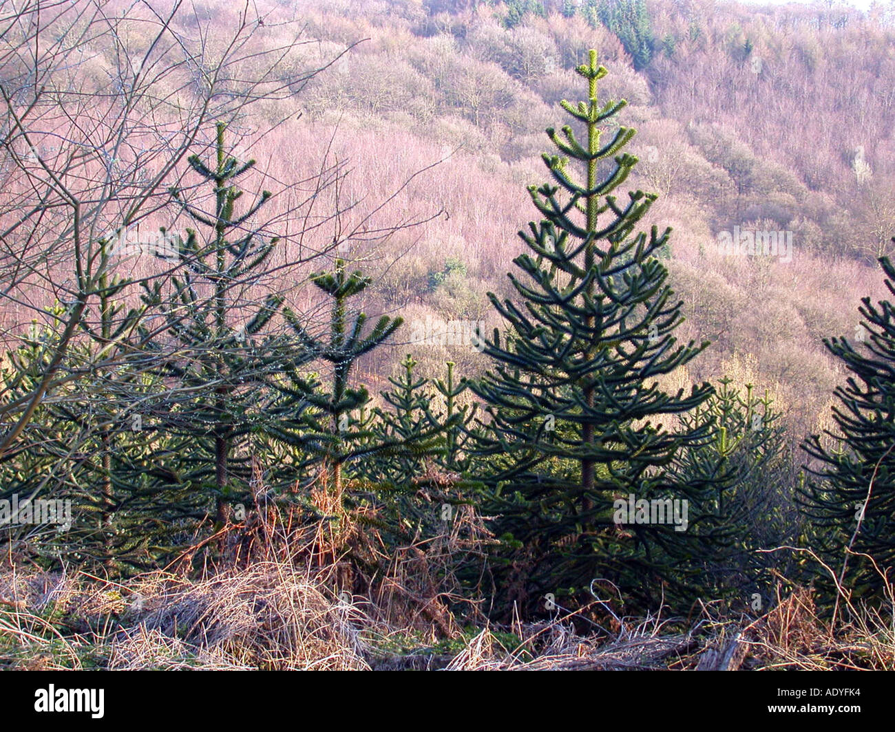 Chilean pine (Araucaria araucana), planted trees in Burgholz, Wuppertal, Northrine Westfalia, Germany Stock Photo