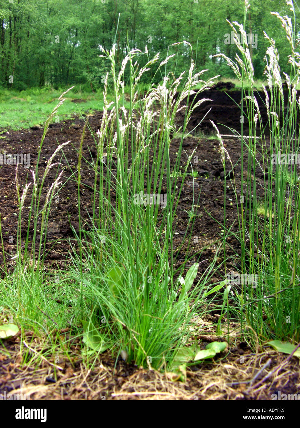 wavy hair-grass, crinkled hairgrass (Deschampsia flexuosa, Avenella flexuosa), blooming plants Stock Photo