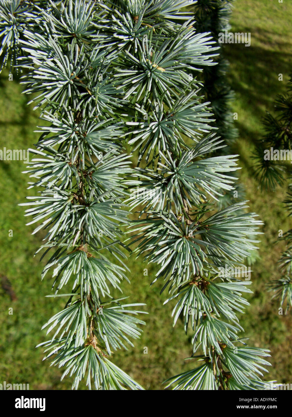 Blue cedar (Cedrus atlantica 'Glauca', Cedrus atlantica Glauca), branch with short shoot Stock Photo