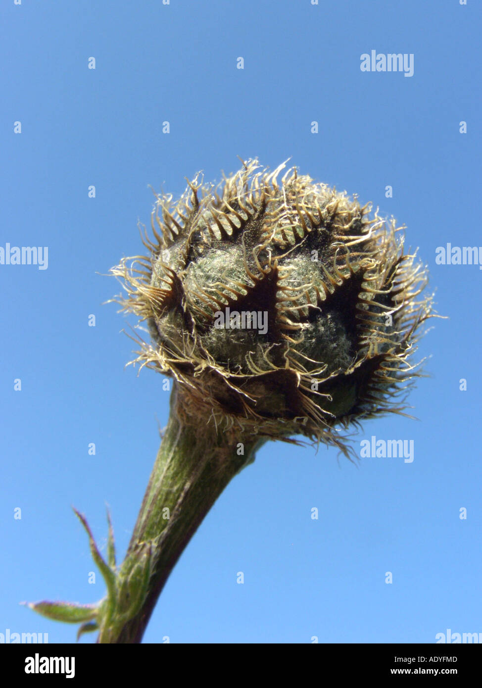 greater knapweed (Centaurea scabiosa), inflorescence in bud against blue sky, involucre Stock Photo