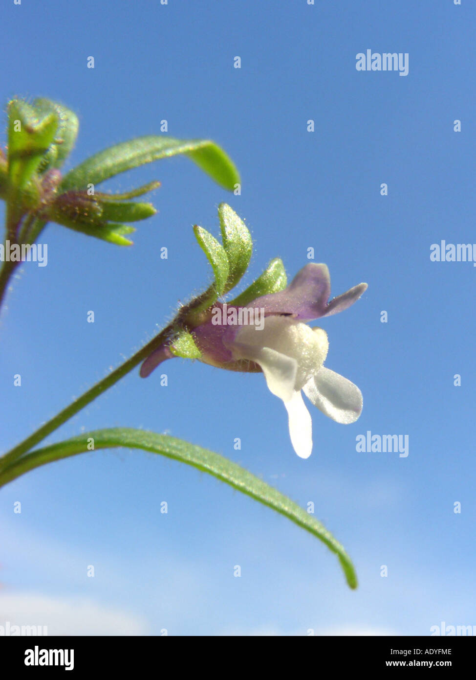 small toadflax, common dwarf snapdragon (Chaenorhinum minus, Chaenarhinum minus), flower with spur against blue sky Stock Photo