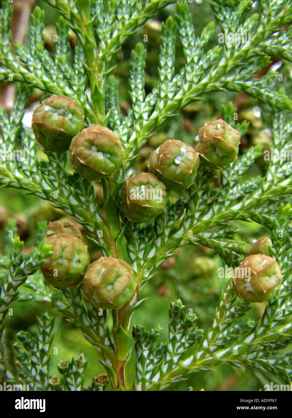 sawara falsecypress (Chamaecyparis pisifera), twig with young cones Stock Photo