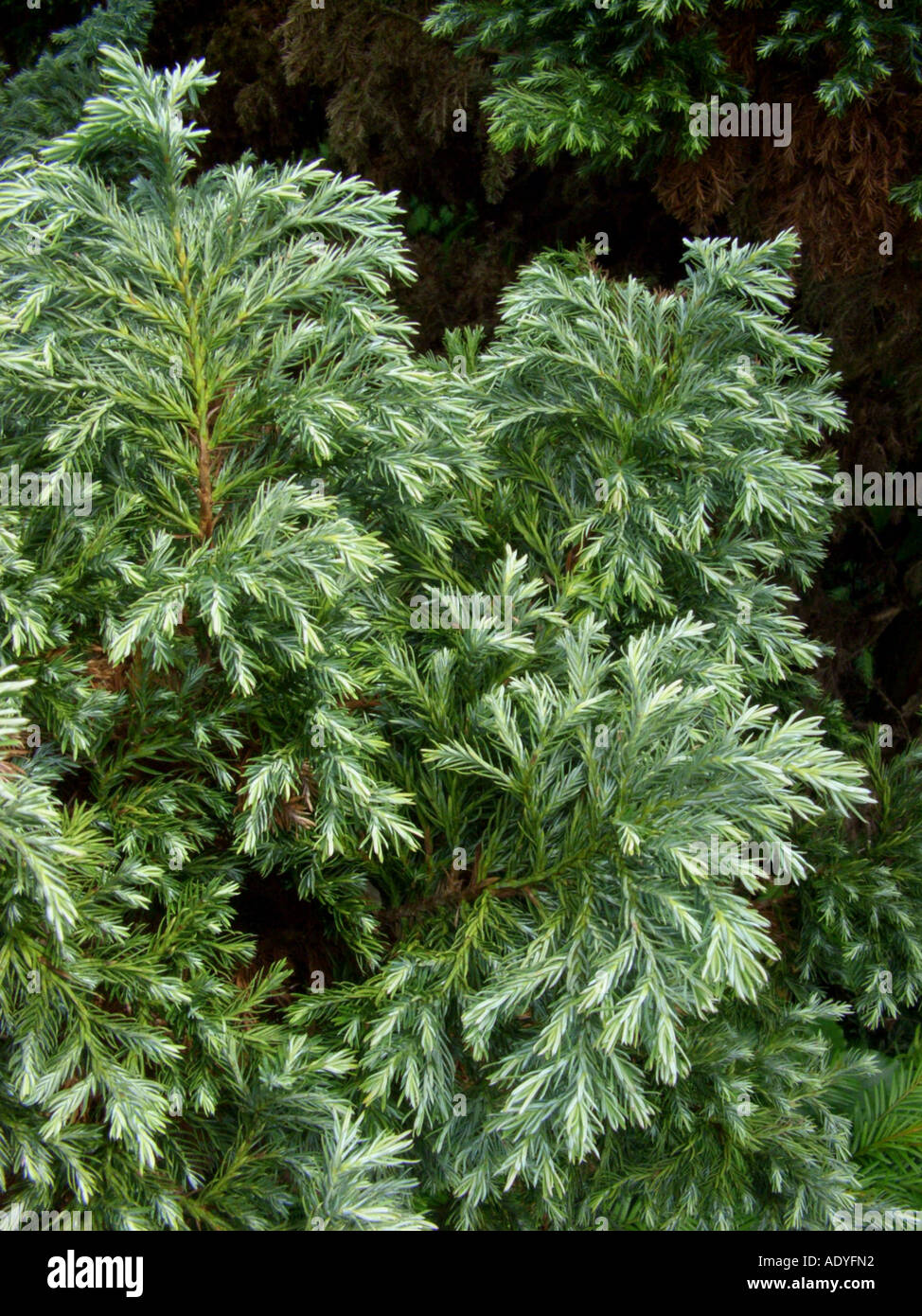 sawara falsecypress (Chamaecyparis pisifera 'Squarrosa', Chamaecyparis pisifera Squarrosa), cultivar with needles Stock Photo