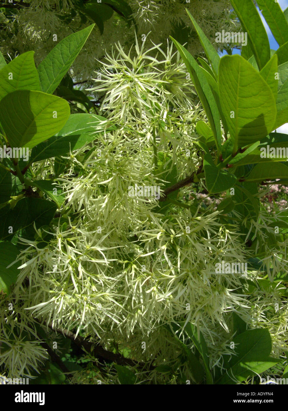 American Fringe Tree (Chionanthus virginica, Chinanthus virginicus), inflorescences Stock Photo