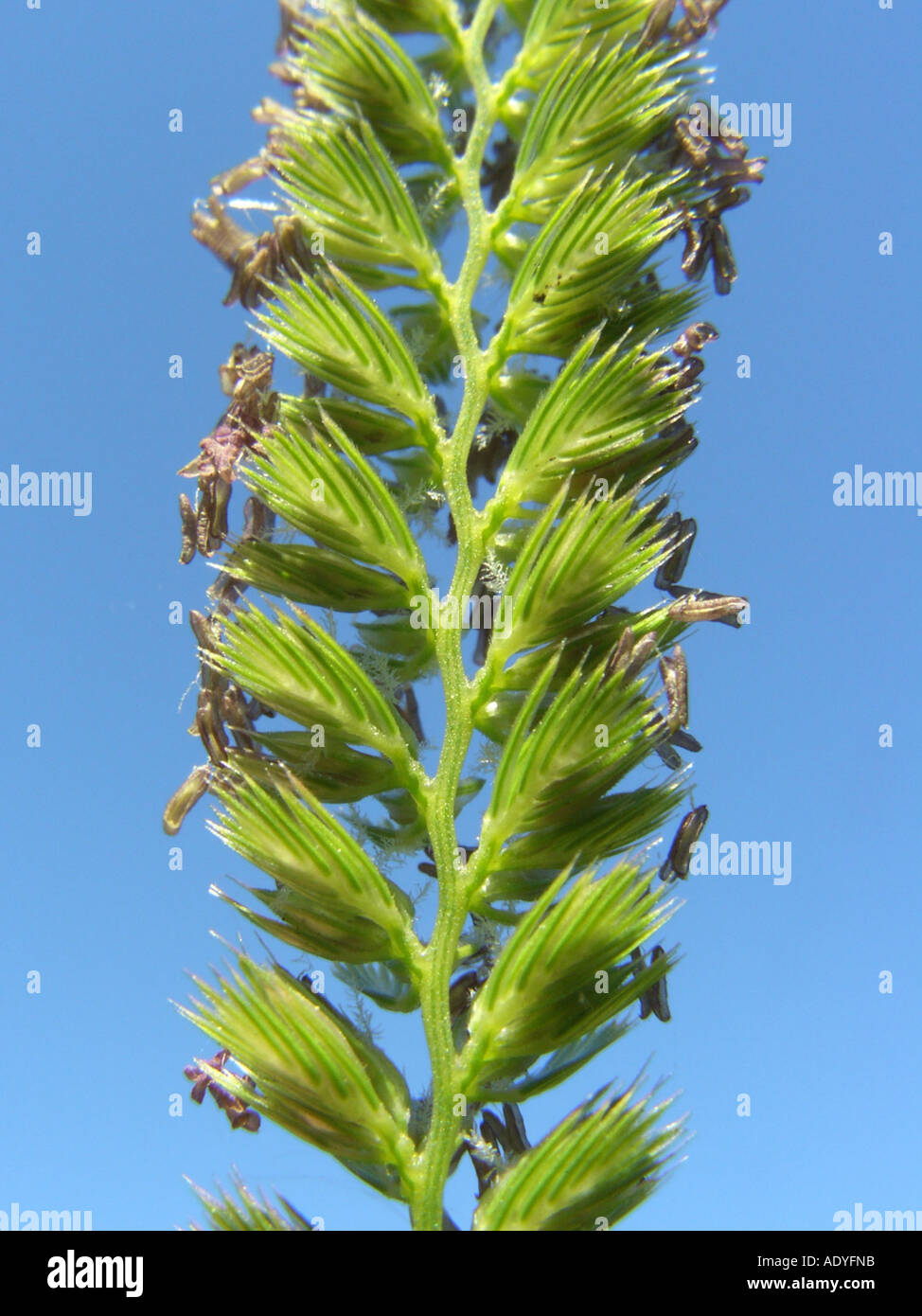 dog's-tail grass, crested dog's-tail (Cynosurus cristatus), inflorescence, cutout Stock Photo