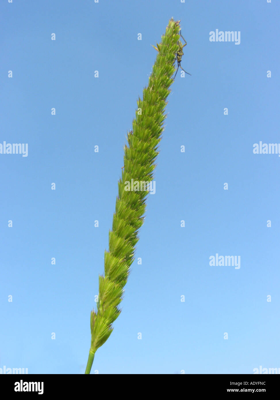 dog's-tail grass, crested dog's-tail (Cynosurus cristatus), inflorescence against blue sky Stock Photo