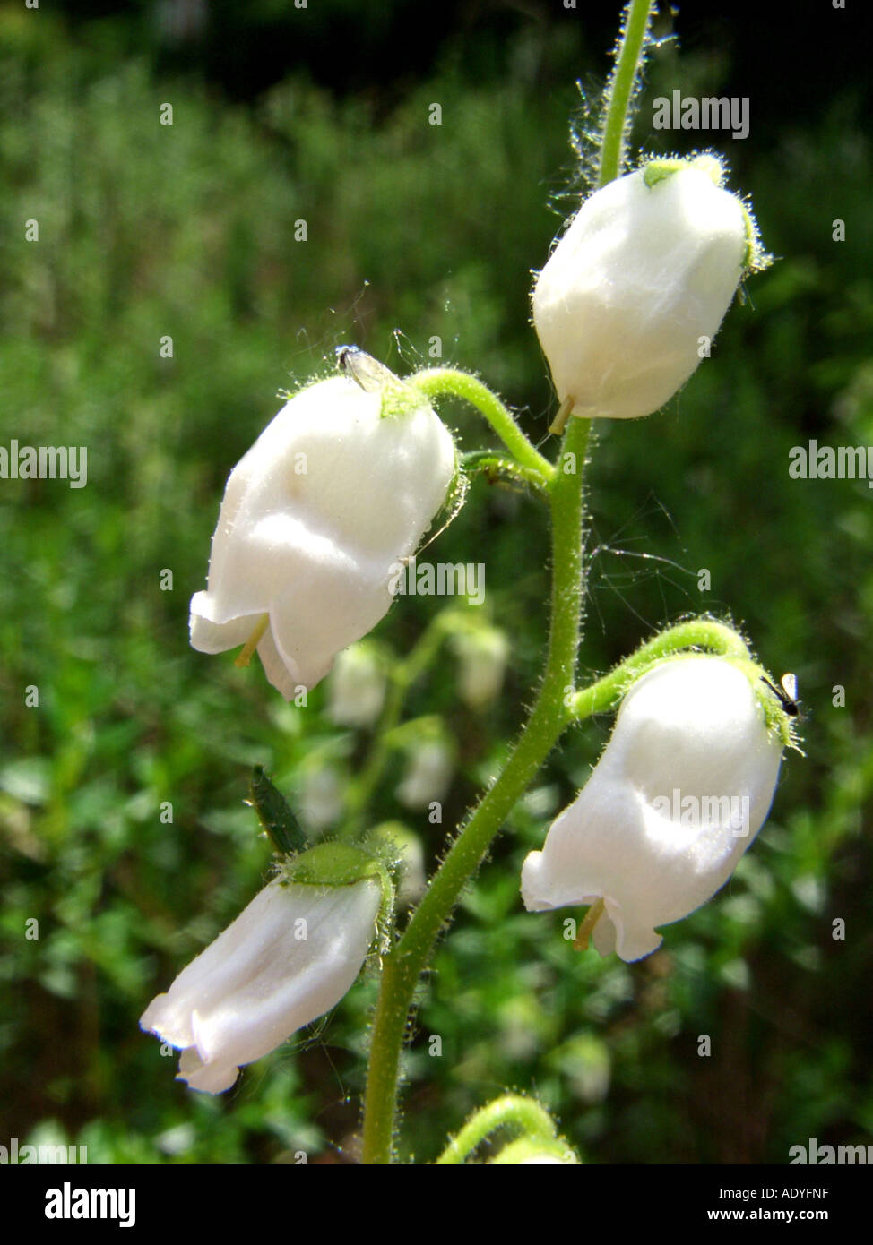 irish heath (Daboecia cantabrica), flowers Stock Photo