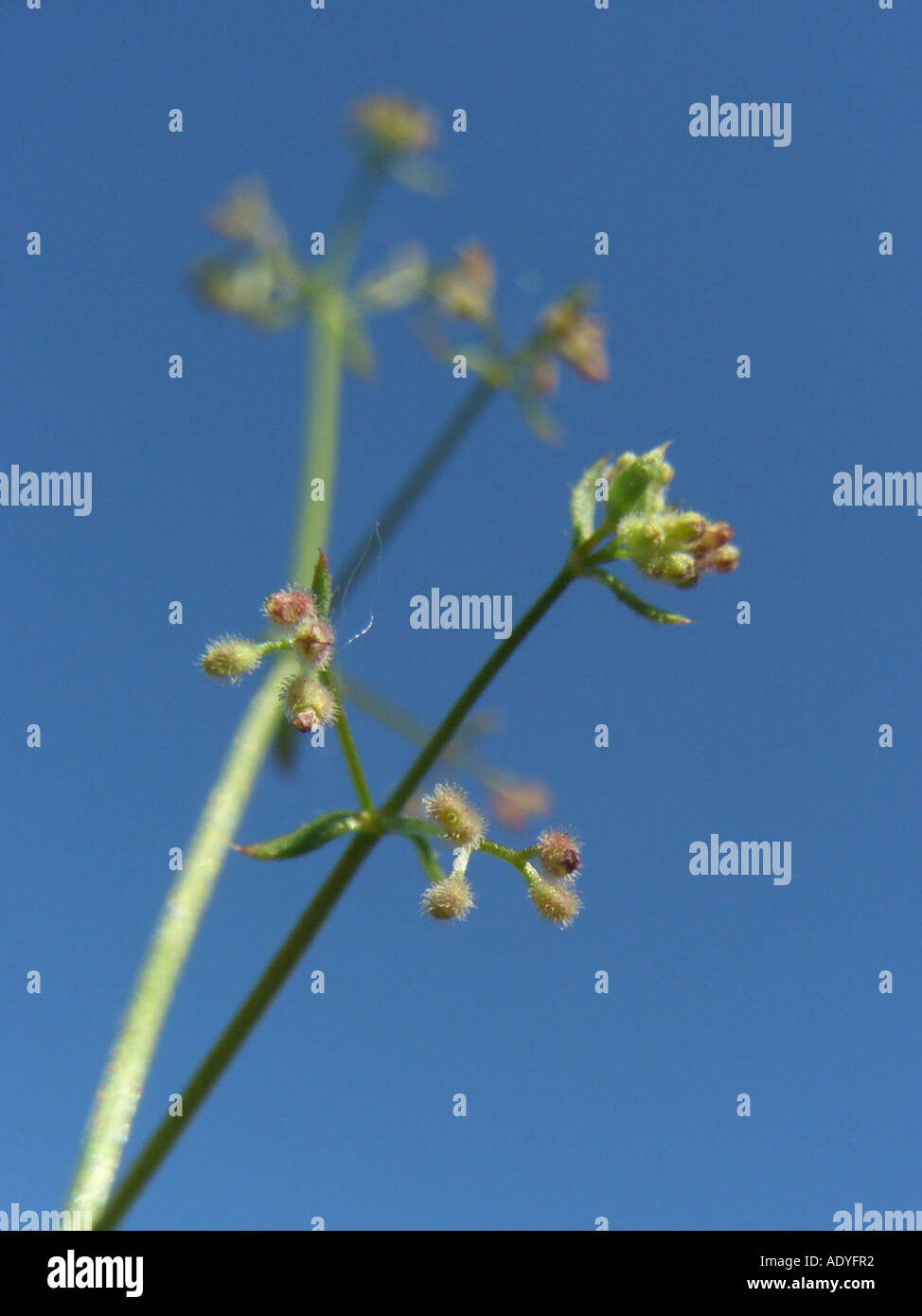 wall bedstraw (Galium parisiense), inflorescence (cyme) against blue sky Stock Photo