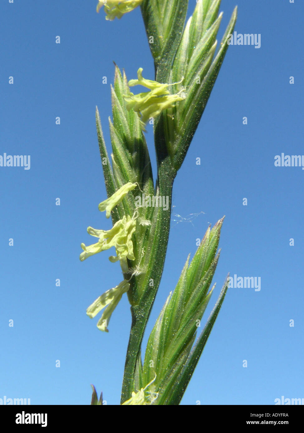 common darnel, common ray, perennial ray, perennial rye-grass (Lolium perenne var. perenne), spikelet against blue sky Stock Photo