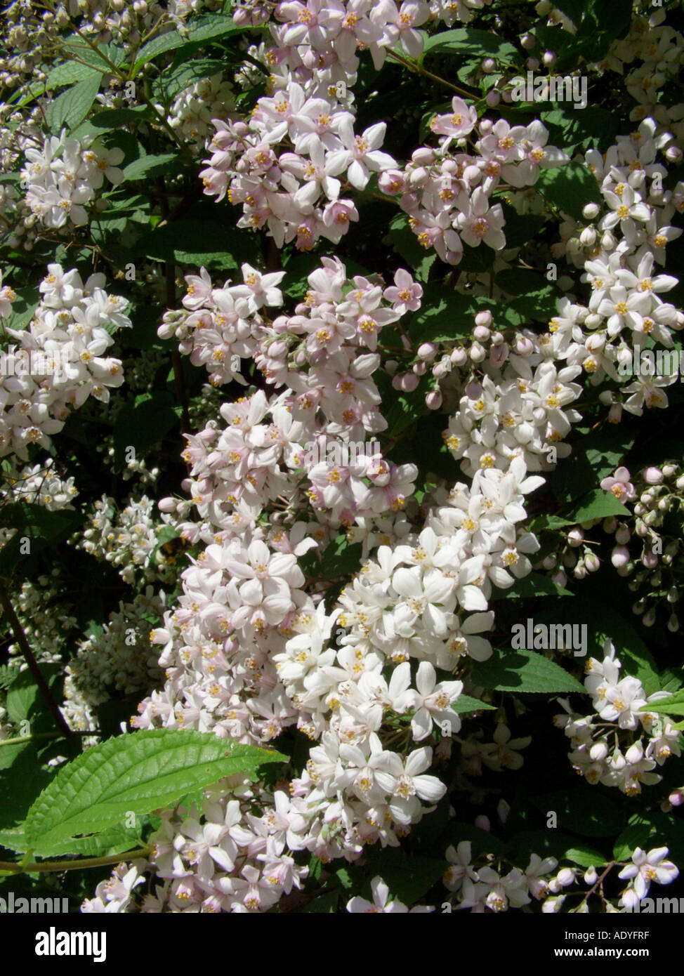 deutzia (Deutzia x elegantissima, Deutzia elegantissima, Deutzia purpurascens x Deutzia scabra), blooming bush Stock Photo