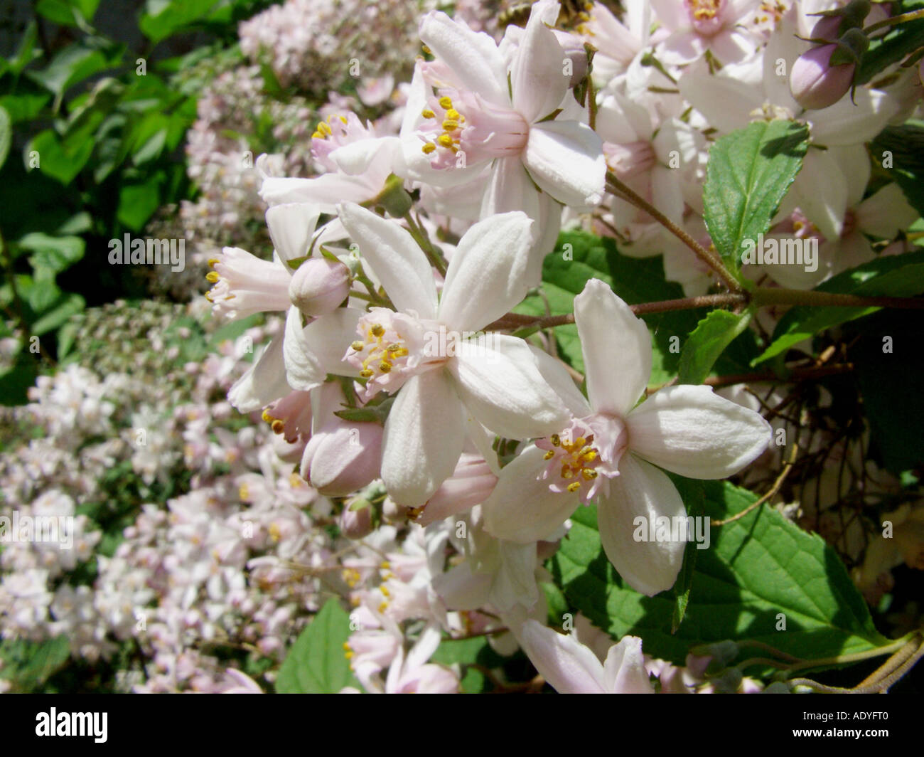 deutzia (Deutzia x elegantissima, Deutzia elegantissima, Deutzia purpurascens x Deutzia scabra), flowers Stock Photo