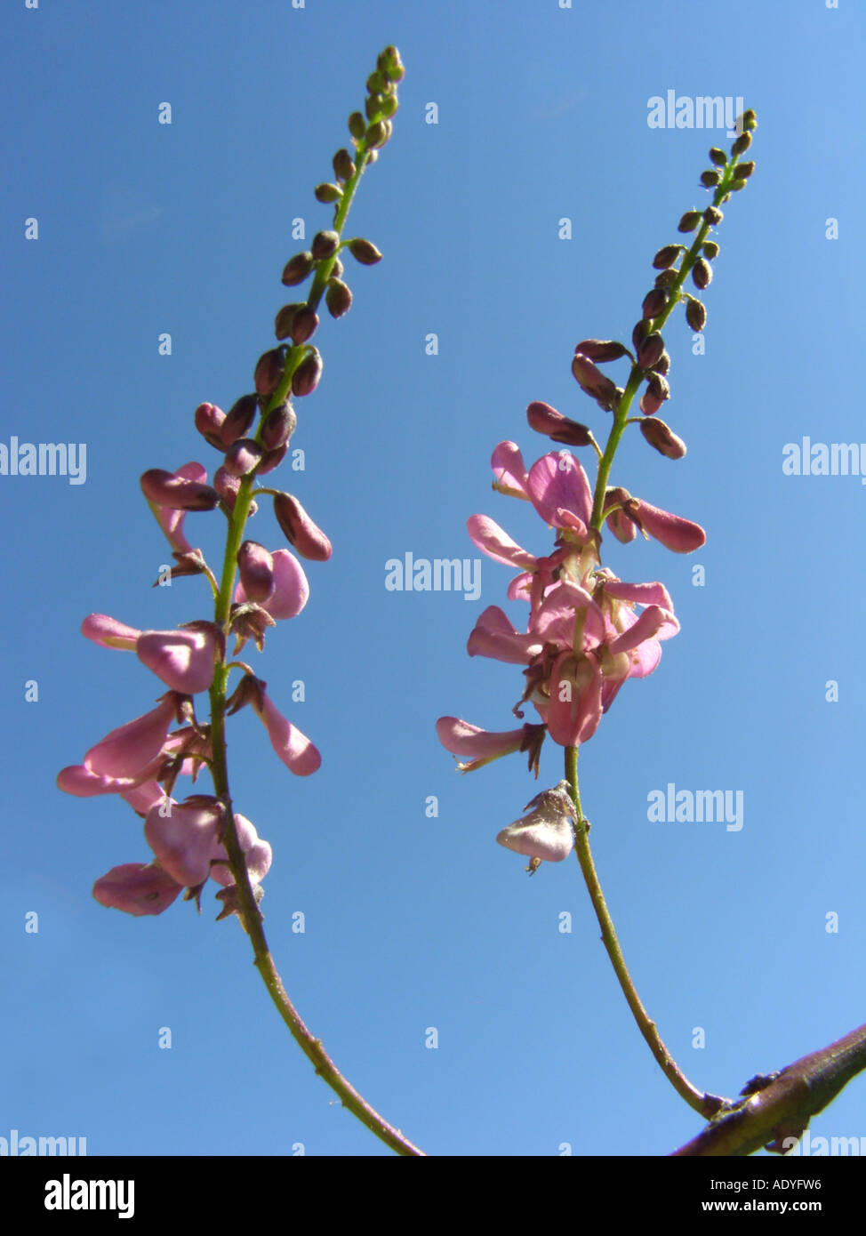 Poanin's indigo bush (Indigofera potaninii), flowers against blue sky Stock Photo