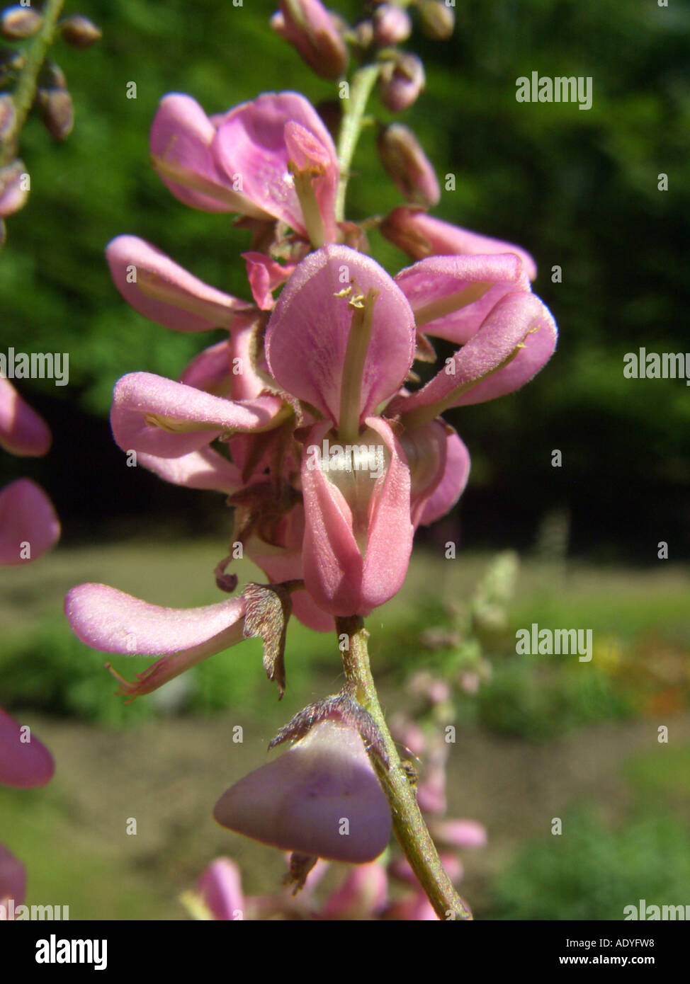 Poanin's indigo bush (Indigofera potaninii), flowers Stock Photo