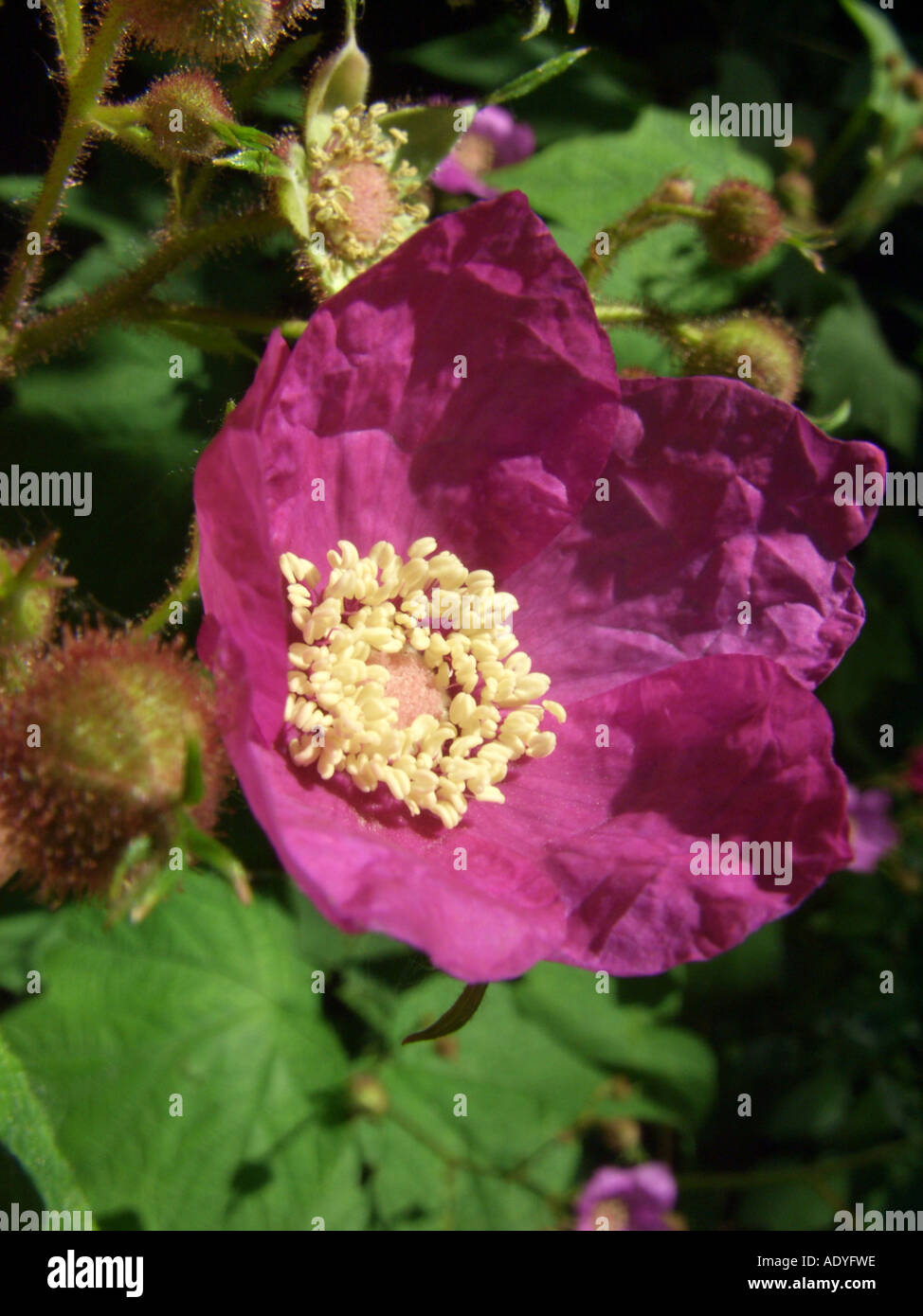 flowering raspberry, purpleflowering raspberry, thimbleberry, American