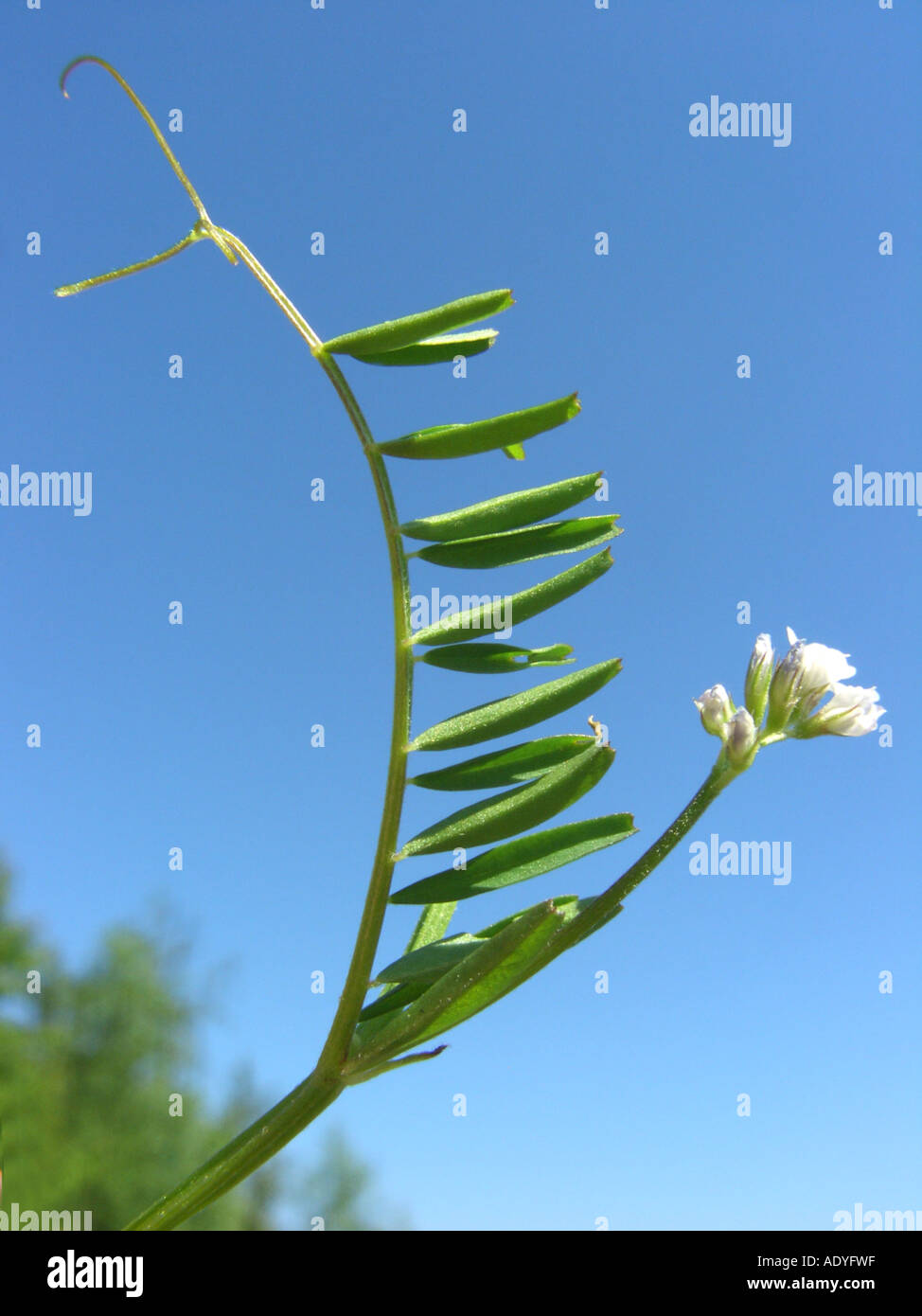 hairy tare, hairy vetch (Vicia hirsuta), inflorescence and leaf with tendril against blue sky Stock Photo