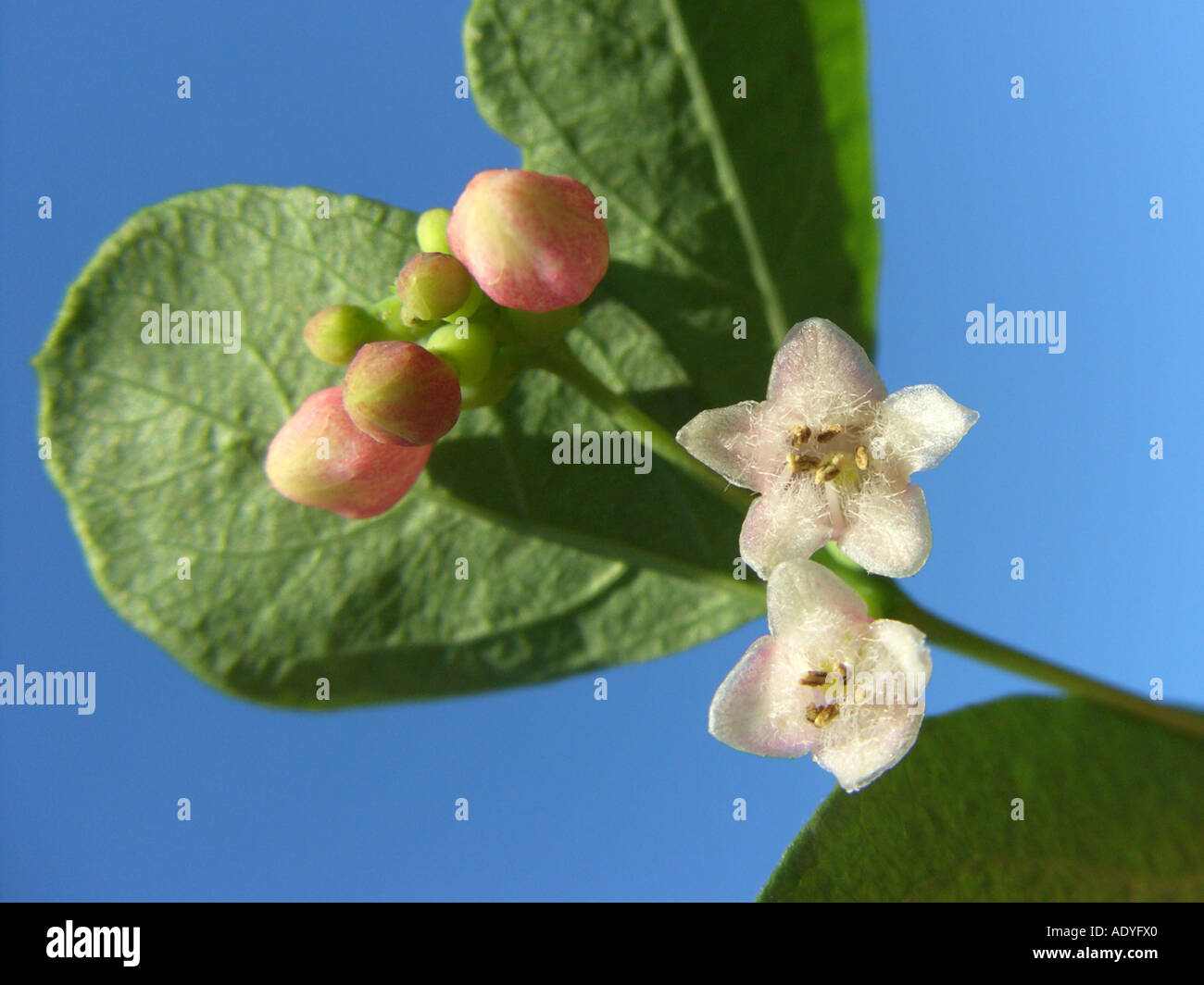 common snowberry, waxberry (Symphoricarpos albus, Symphoricarpos racemosus), flowers and buds against blue sky Stock Photo