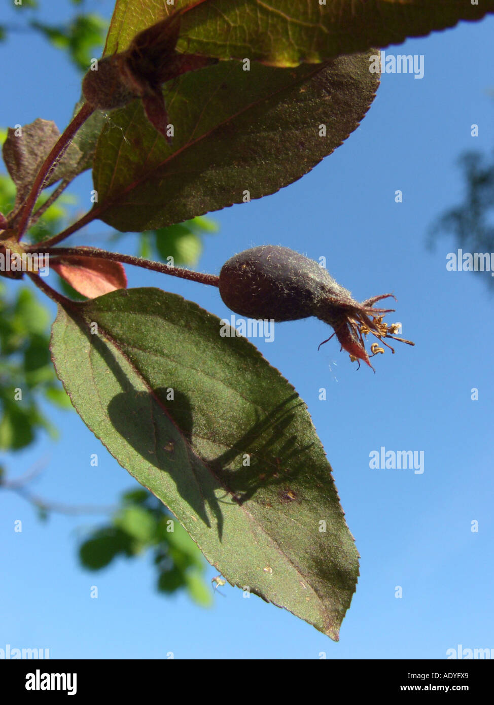 Eley Crabapple (Malus x purpurea (Malus purpurea)), young fruit Stock Photo