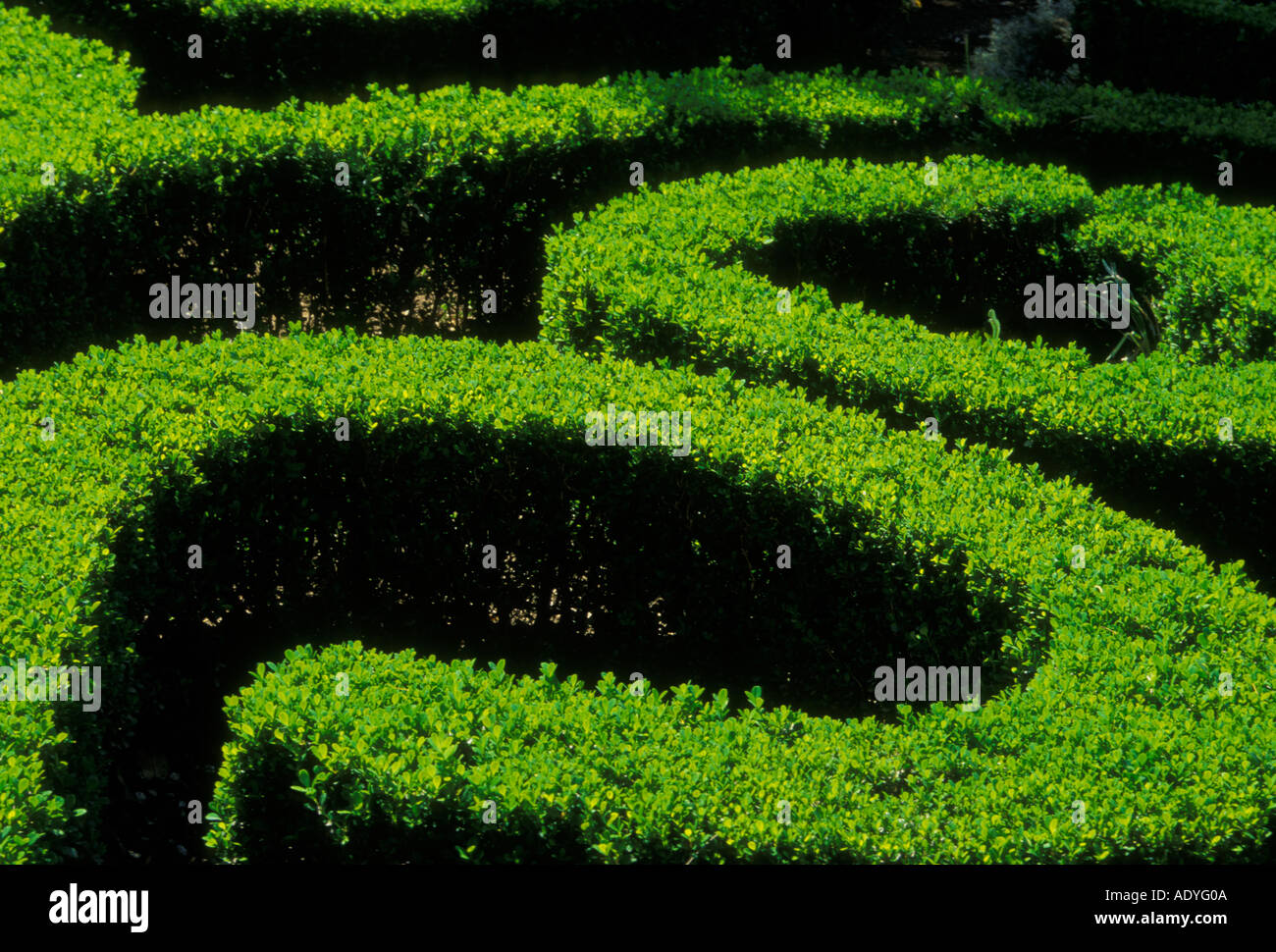 Hedges, Centenario Garden, Coyoacan, Mexico City, Federal District, Mexico Stock Photo