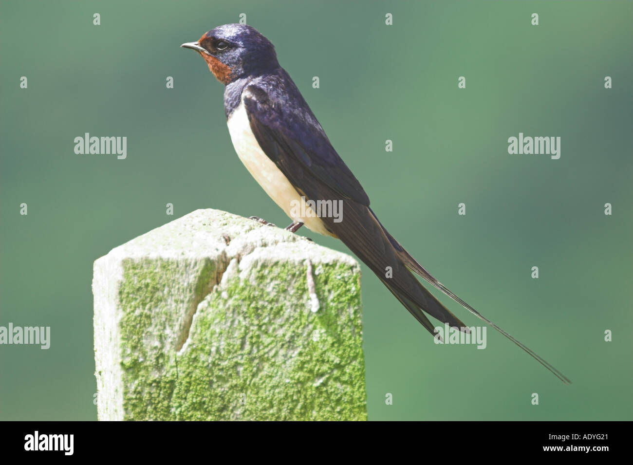 Swallow  perched on a gate post , Stock Photo