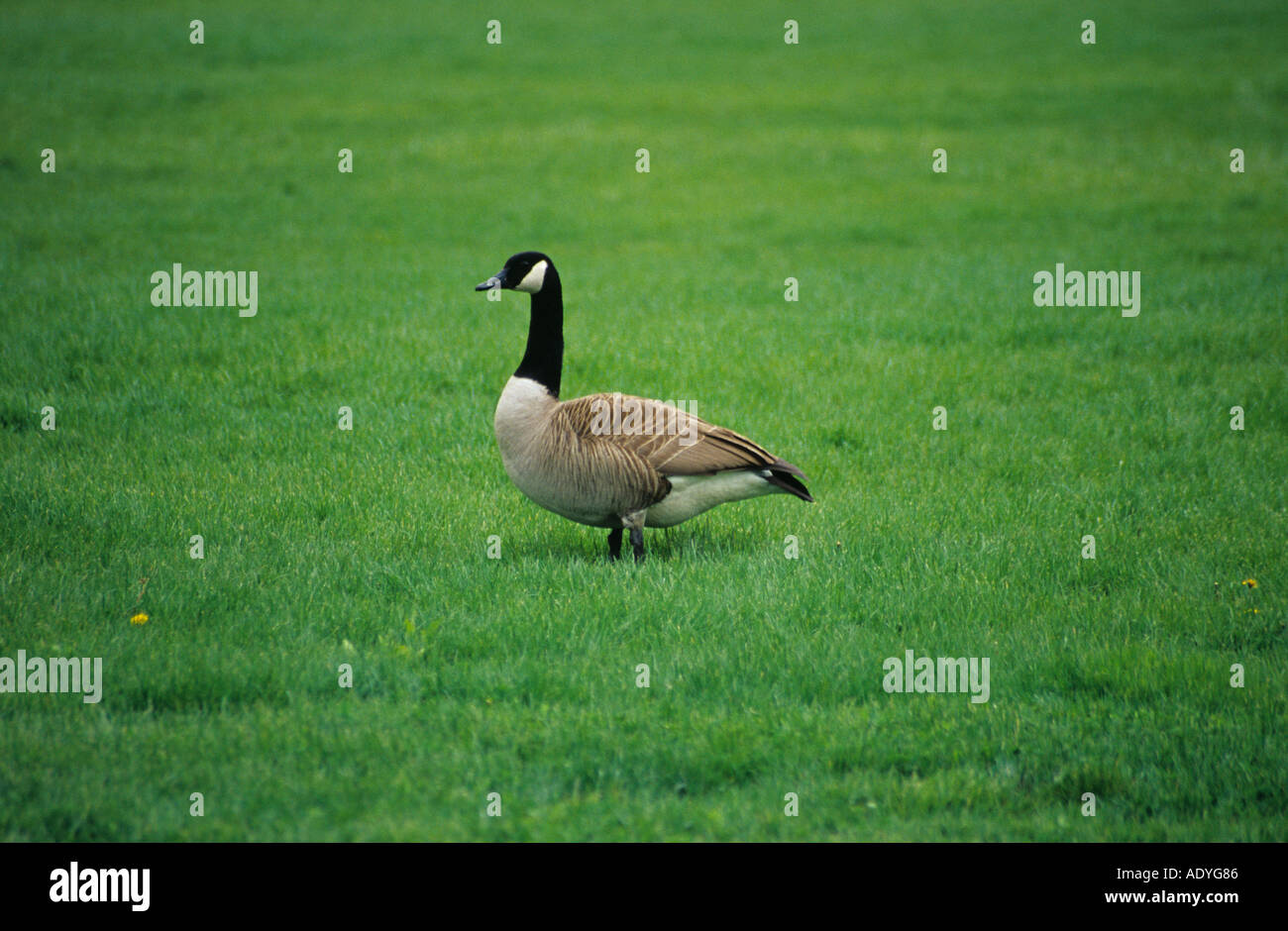 Single goose walking in a green field Stock Photo - Alamy