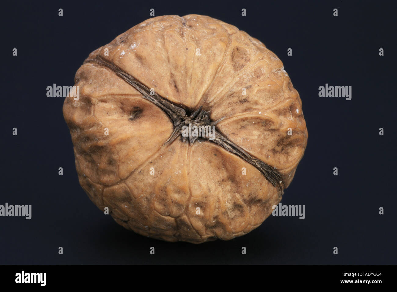 walnut (Juglans regia) Stock Photo