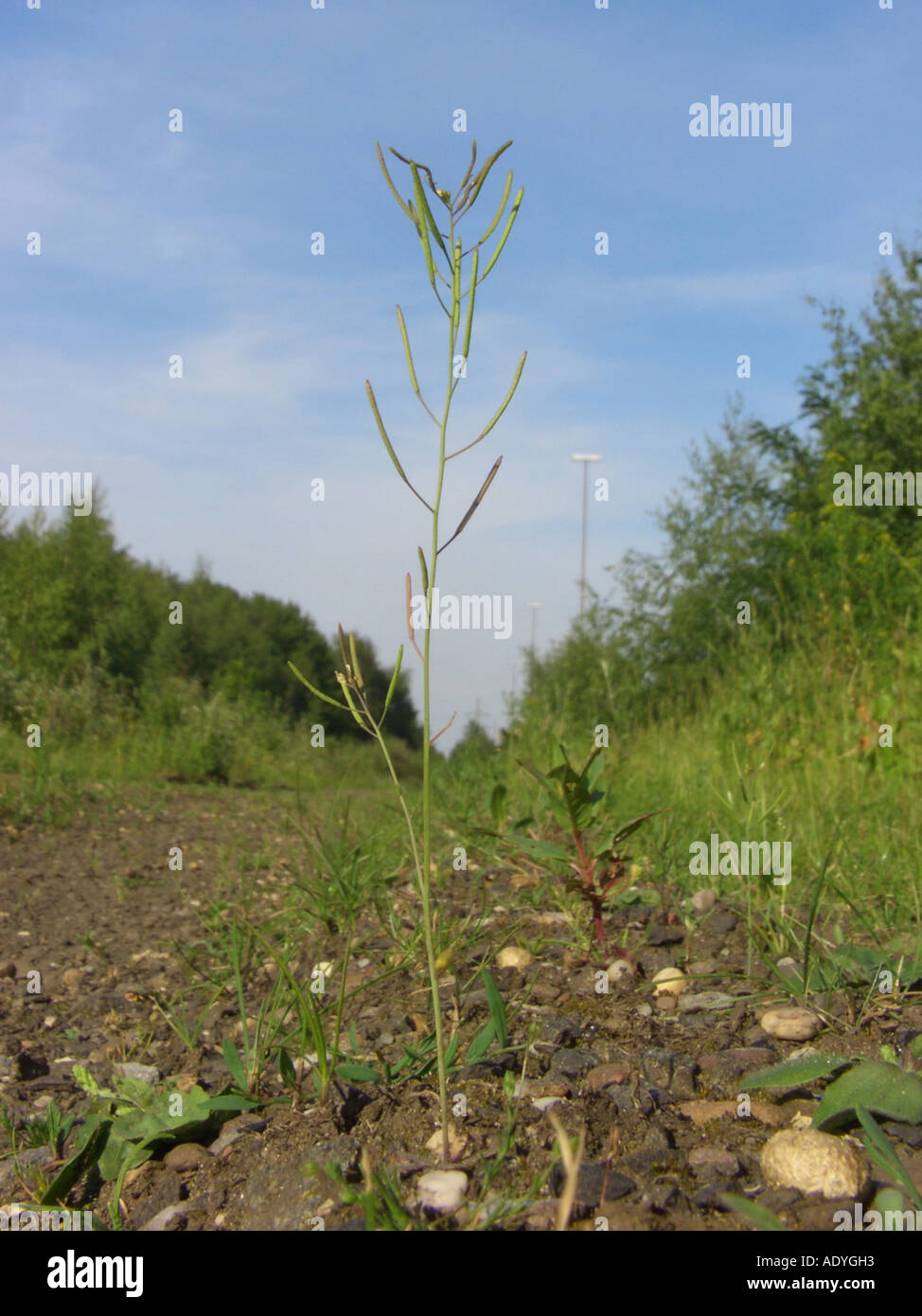 mouse-ear cress, thale cress, Wall-cress (Arabidopsis thaliana), fruiting plant on industrial ground, one of the most important Stock Photo
