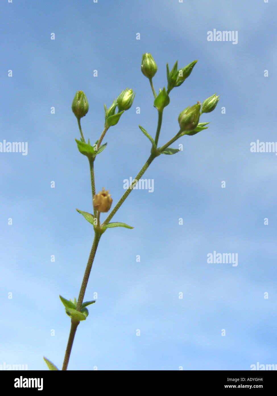 thyme-leaved sandwort, thyme-leaf sandwort (Arenaria serpyllifolia), inflorescence against blue sky Stock Photo