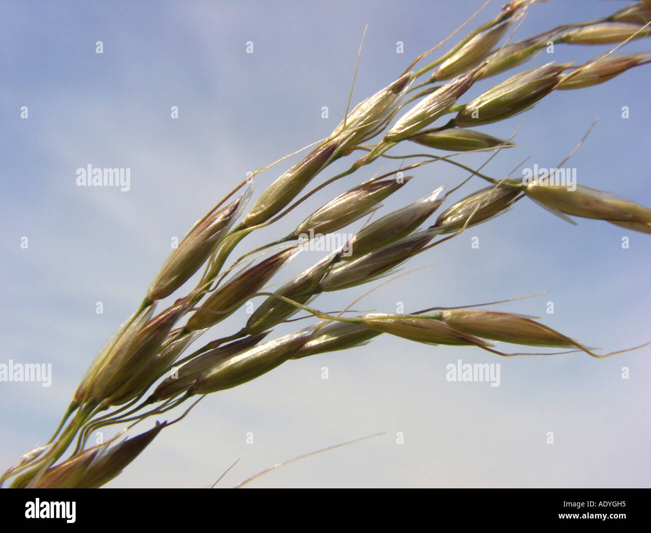 false oatgrass, tall oatgrass, tall oatgrass (Arrhenatherum elatius