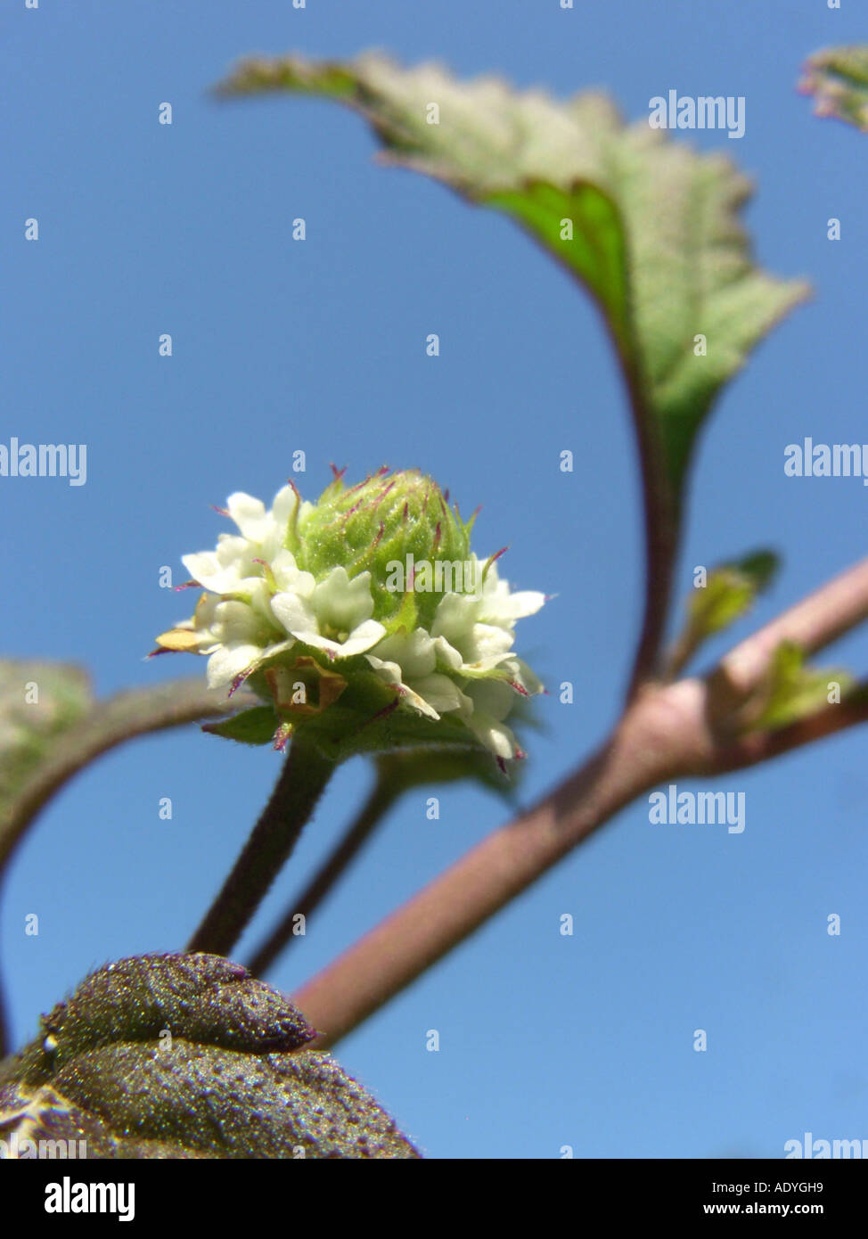 aztec sweet herb (Lippia dulcis, Phyla scaberrima), inflorescence against blue sky Stock Photo