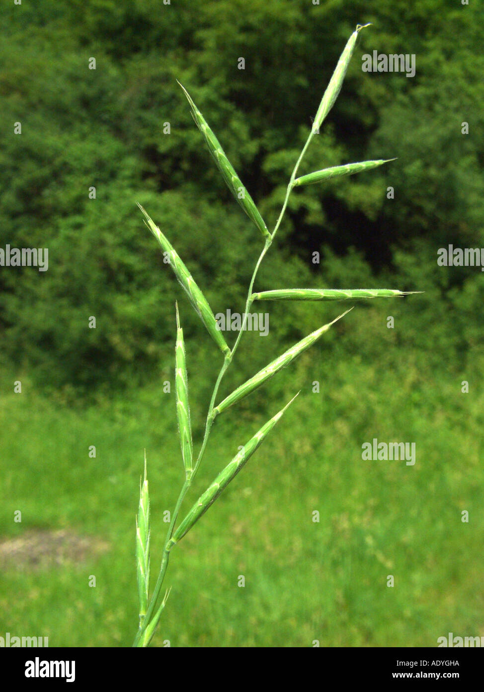 tor-grass (Brachypodium pinnatum), inflorescence (spike) Stock Photo