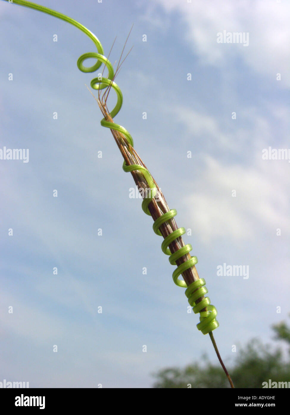 white bryony (Bryonia dioica, Bryonia cretica ssp. dioica), tendril has grasped a spikelet of Barren Brom grass Bromus sterilis Stock Photo