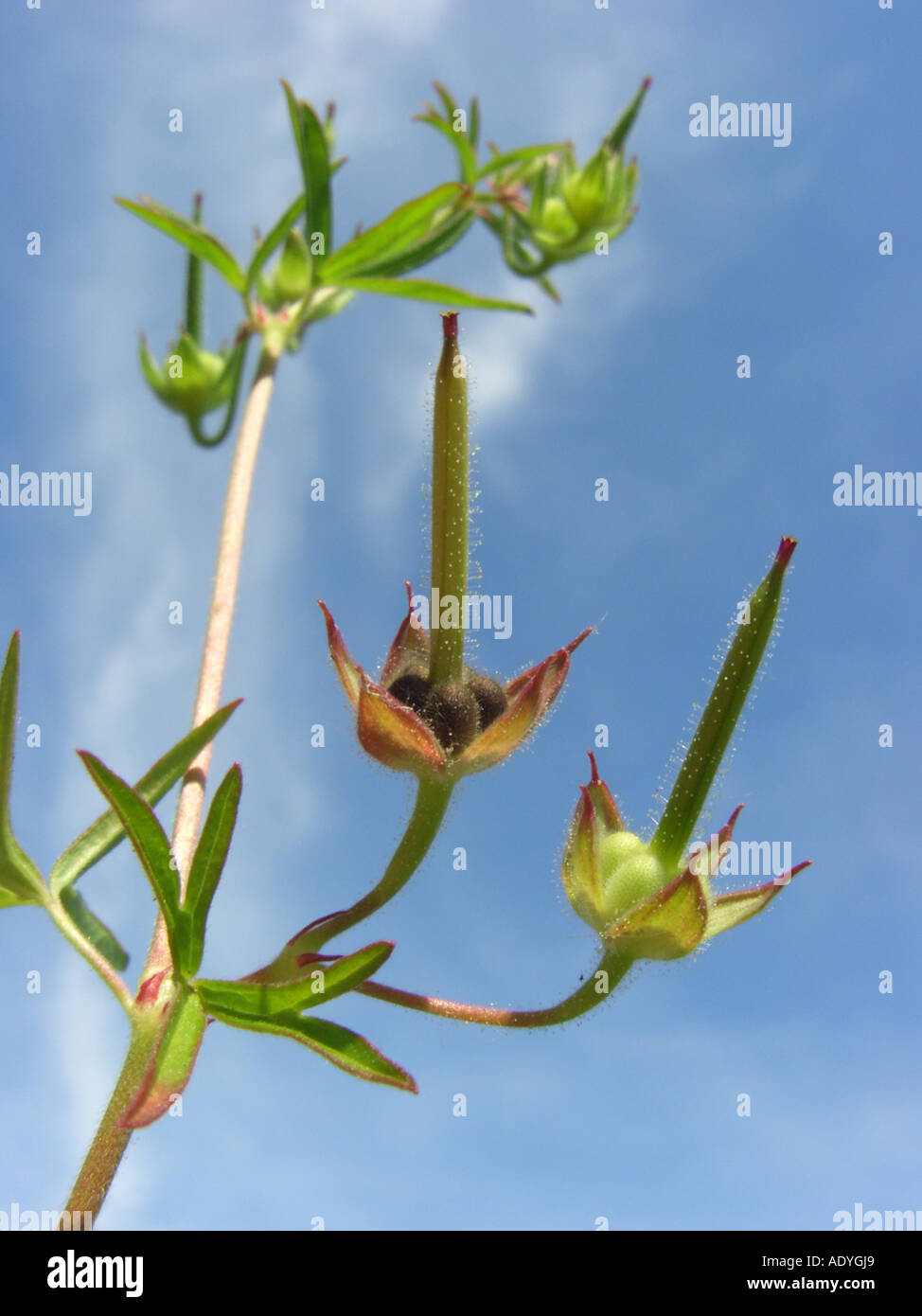 cut-leaf geranium, cut-leaf cranesbill, cut-leaved cranesbill (Geranium dissectum), fruits against blue sky Stock Photo