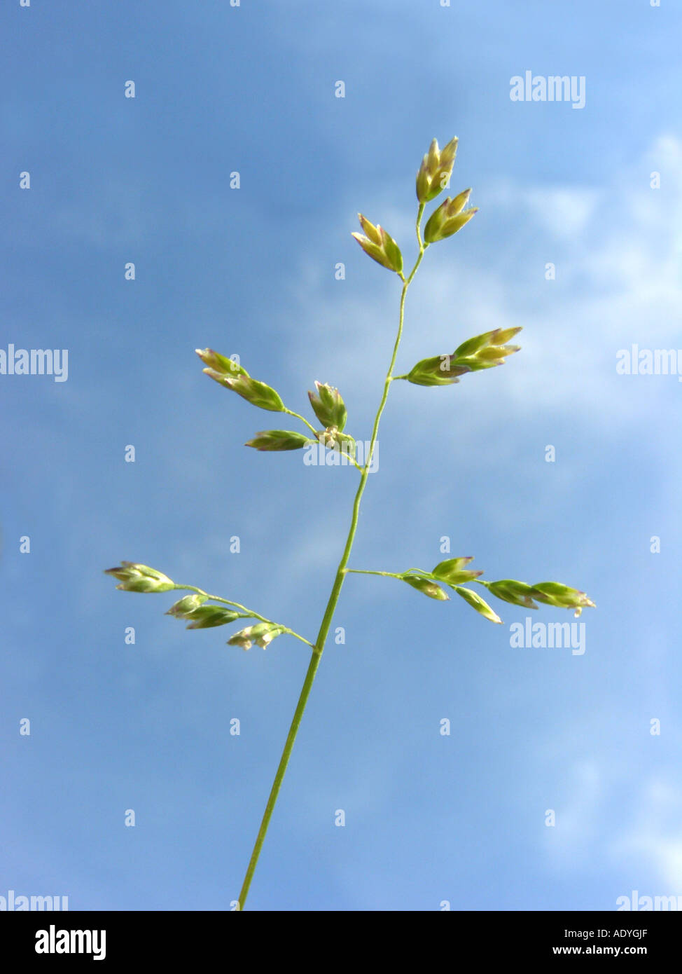 annual blue-grass, annual meadow-grass, low spear grass (Poa annua), inflorescence against blue sky Stock Photo