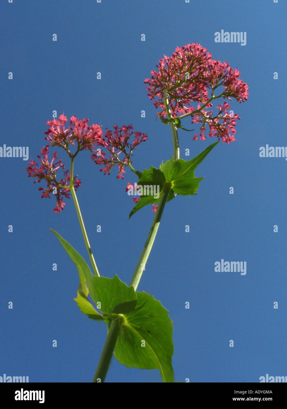 red valerian (Centranthus ruber), inflorescences against blue sky Stock Photo