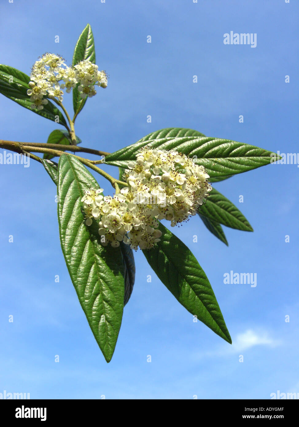 Willowleaf Cotoneaster (Cotoneaster salicifolius), blooming twig against blue sky Stock Photo