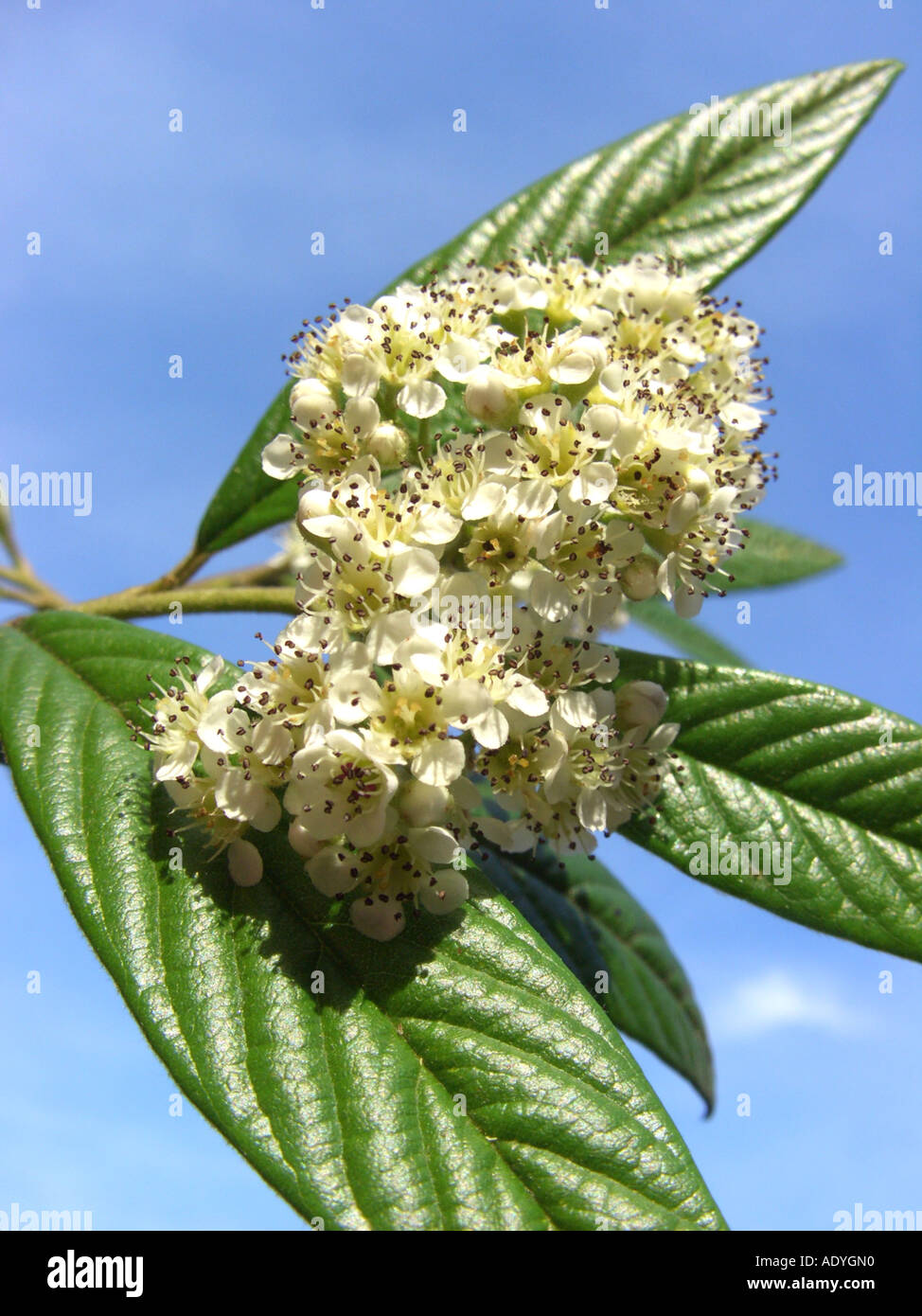 Willowleaf Cotoneaster (Cotoneaster salicifolius), inflorescence against blue sky Stock Photo