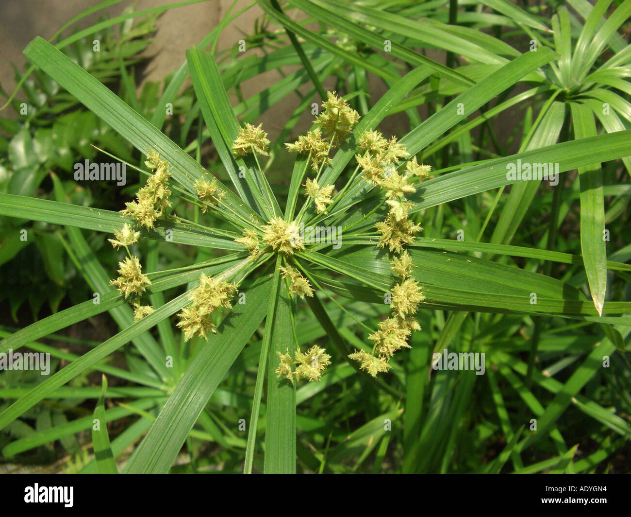 umbrella plant (Cyperus alternifolius), inflorescence Stock Photo