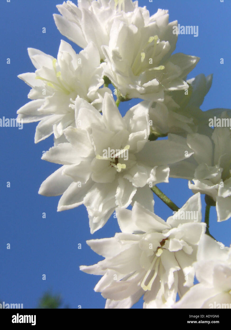 deutzia (Deutzia scabra), flowers against blu sky Stock Photo