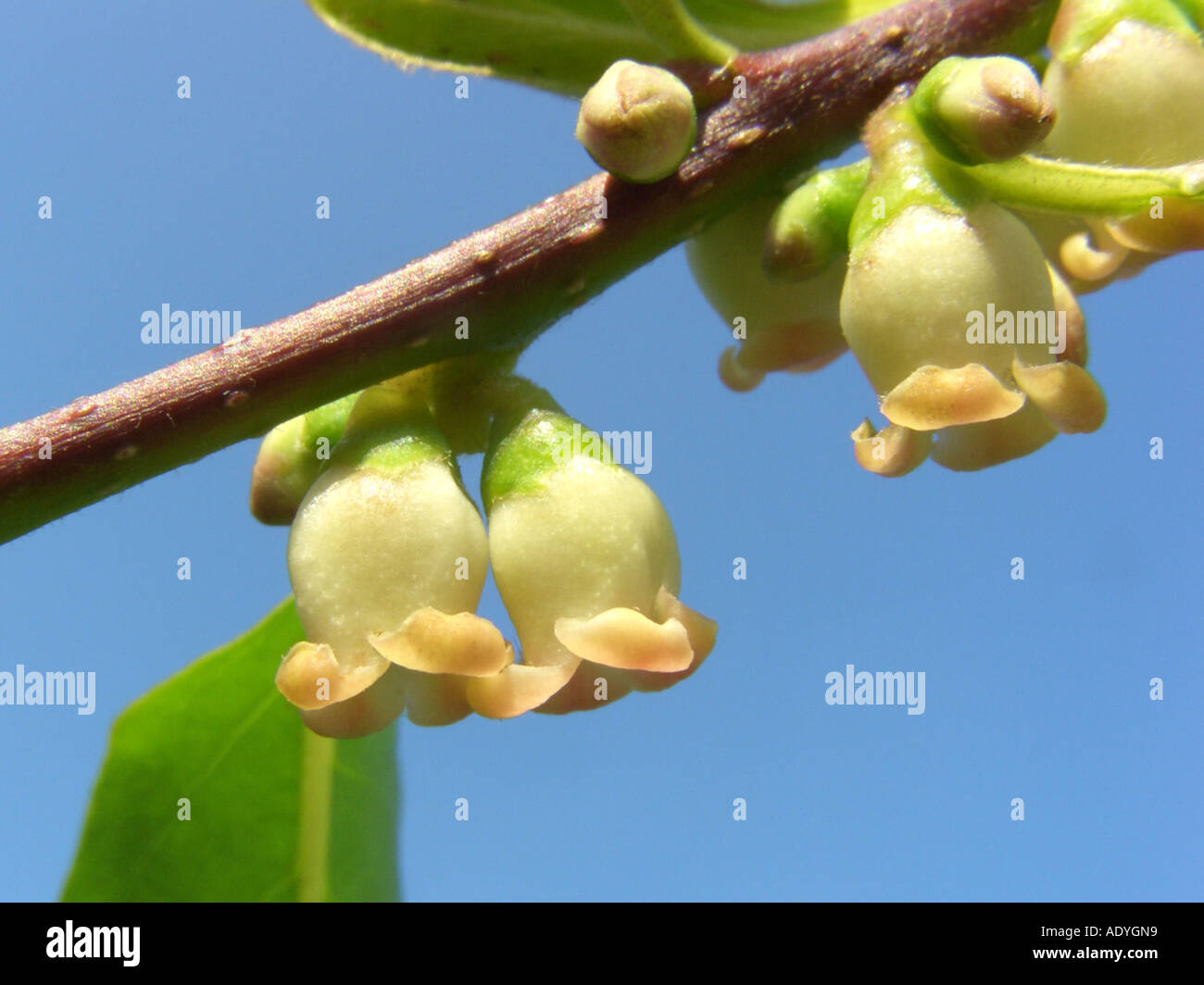 date plum tree (Diospyros lotus), twig with flowers against blue sky Stock Photo
