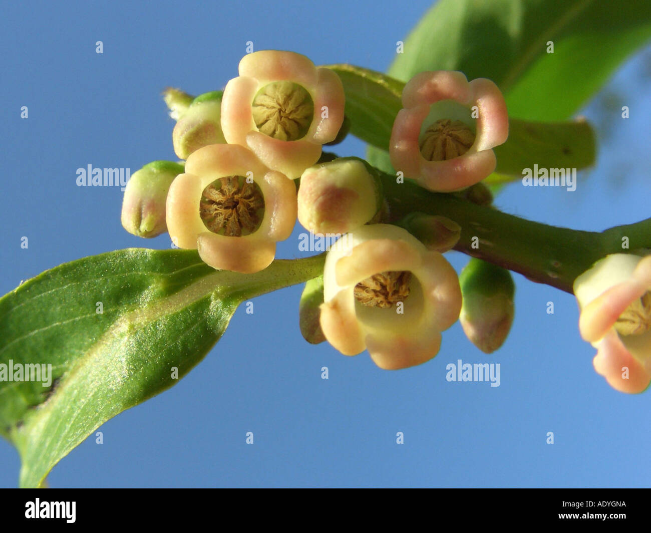 date plum tree (Diospyros lotus), twig with flowers against blue sky Stock Photo
