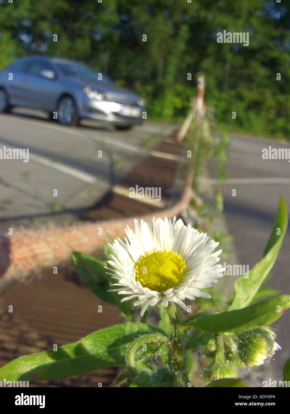 annual fleabane, daisy fleabane, sweet scabious, Eastern daisy fleabane, white-top fleabane (Erigeron annuus), blooming plant o Stock Photo