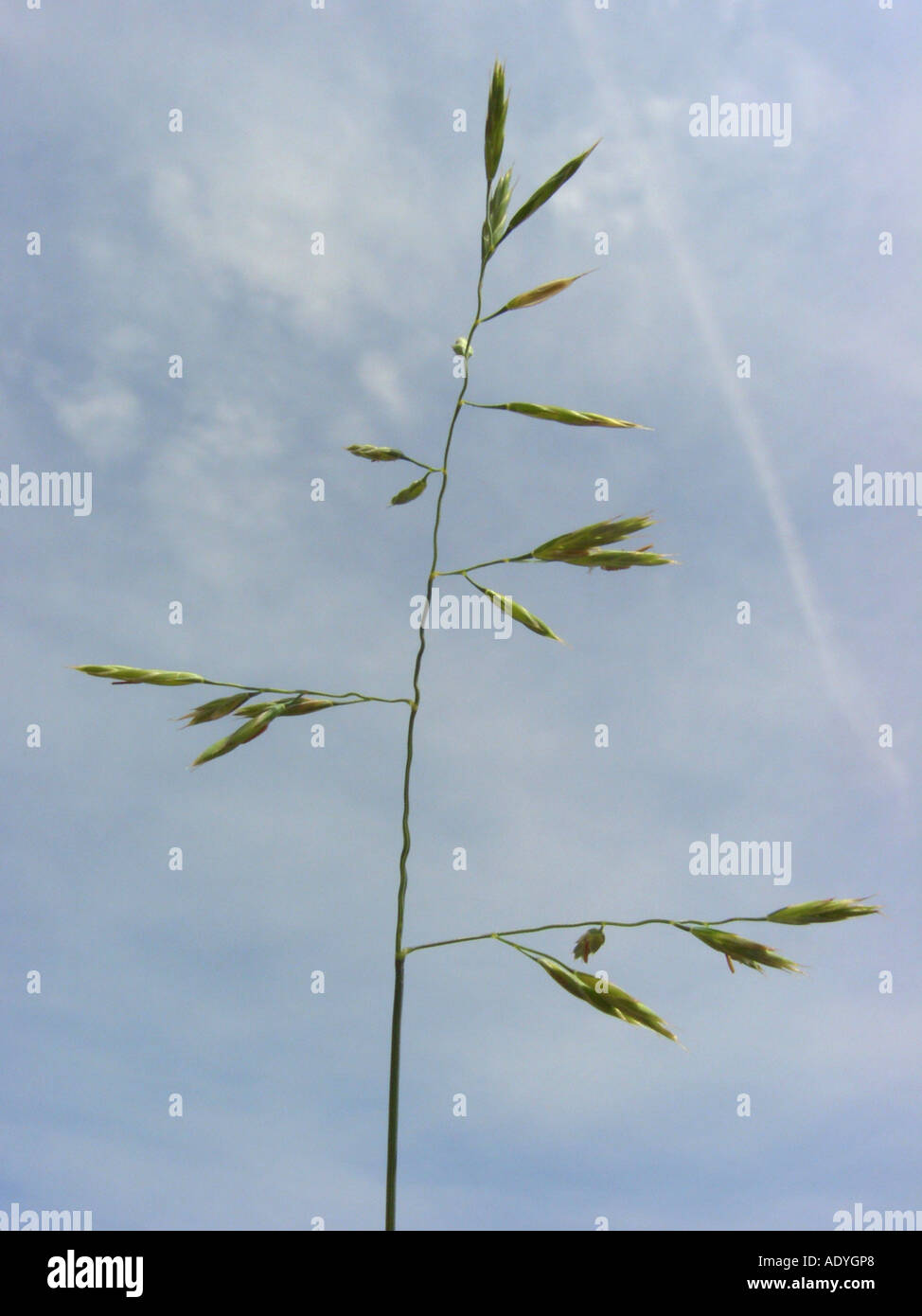 red fescue (Festuca rubra), inflorescence (panicle) against blue sky Stock Photo