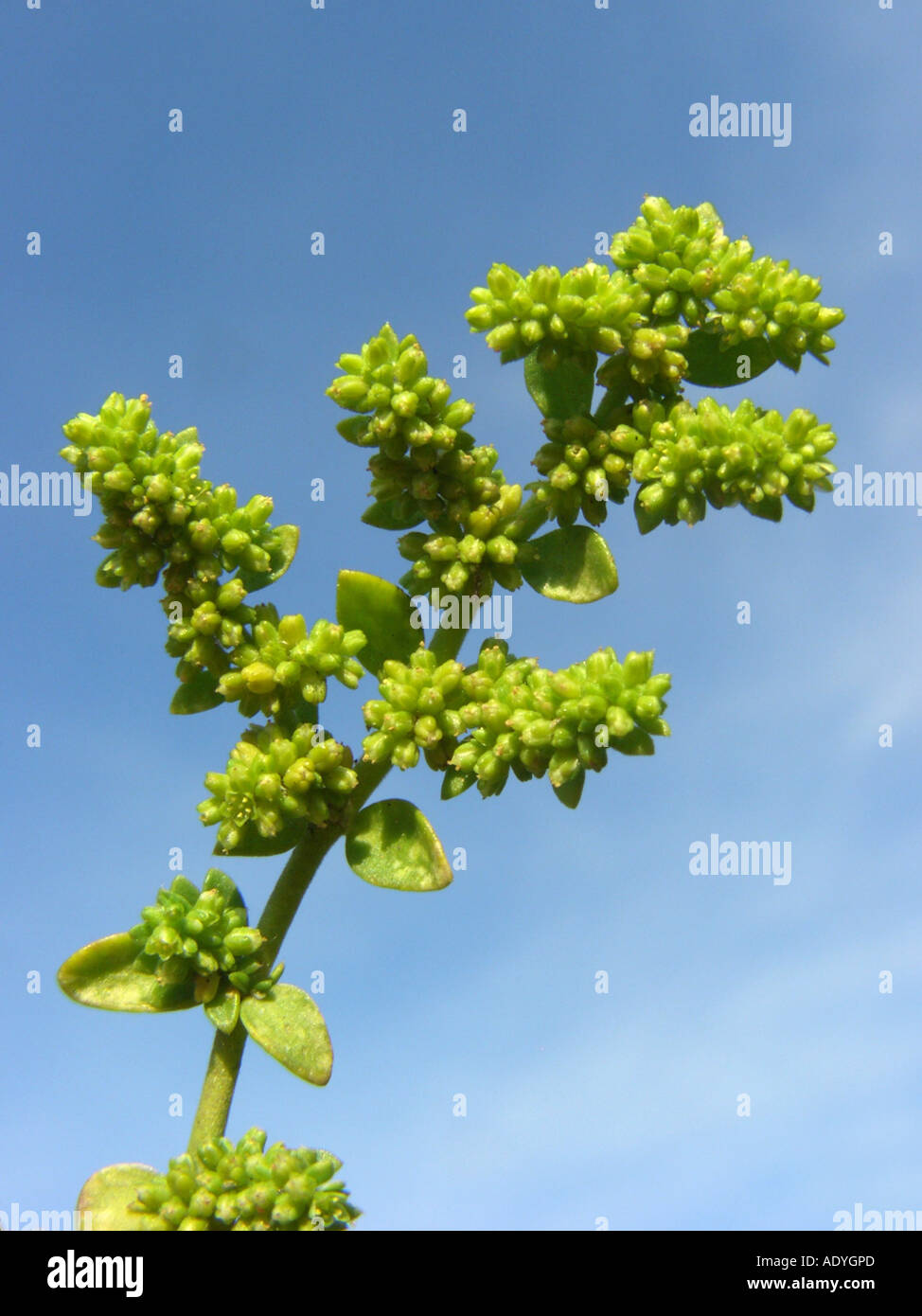 smooth rupturewort, smooth burstwort (Herniaria glabra), bloomingplant against blue sky Stock Photo