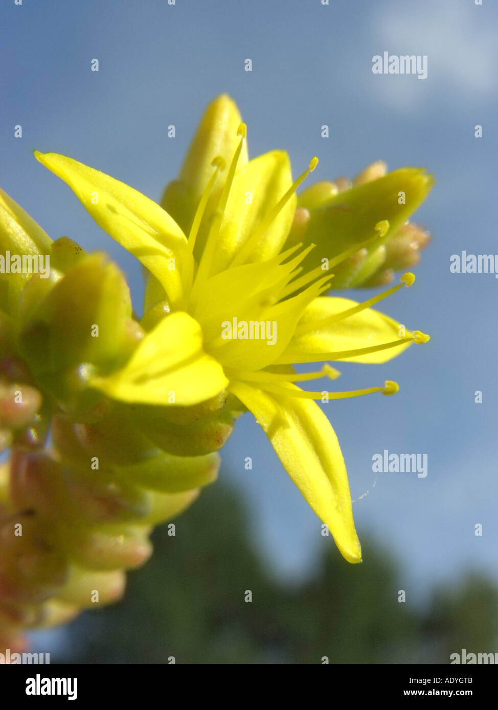 common stonecrop, biting stonecrop, mossy stonecrop, wall-pepper, gold-moss (Sedum acre), single flower Stock Photo