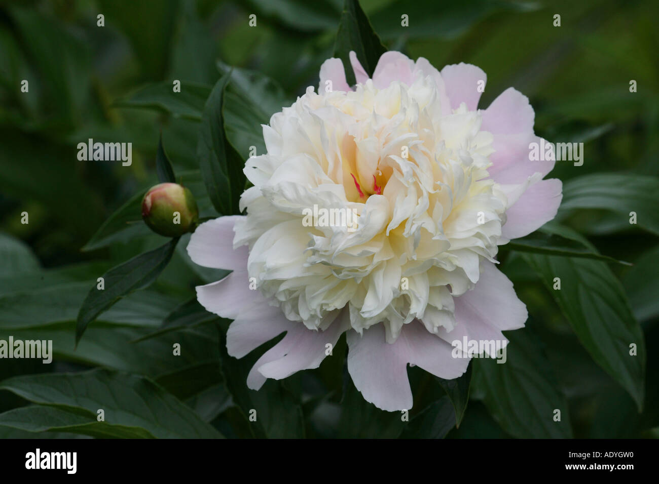 paeony (Paeonia officinalis), flower, white Stock Photo