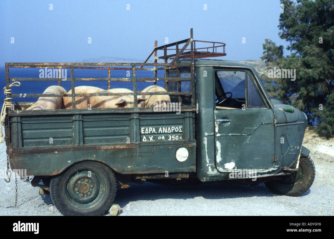 Pigs about to go to market in a three wheel van Crete Greece Stock Photo