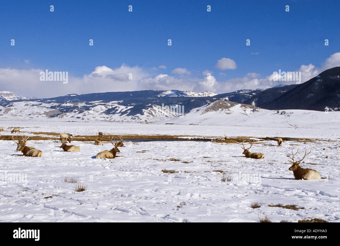 wapiti, elk (Cervus elaphus canadensis), group lying in snow, USA, Wyoming, Jackson Hole. Stock Photo